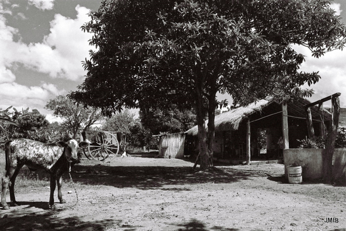AÑO 1977 - BLANCO Y NEGRO - VIDA CAMPESINA EN PARAGUAY (JOSÉ MARÍA BLANCH)